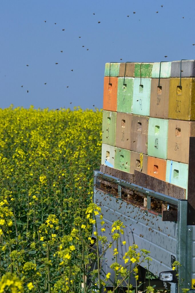 bees, beehive, honey bee, nature, honey, insect